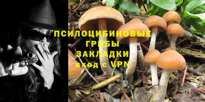 KRAKEN зеркало  Талица  Галлюциногенные грибы Psilocybine cubensis 